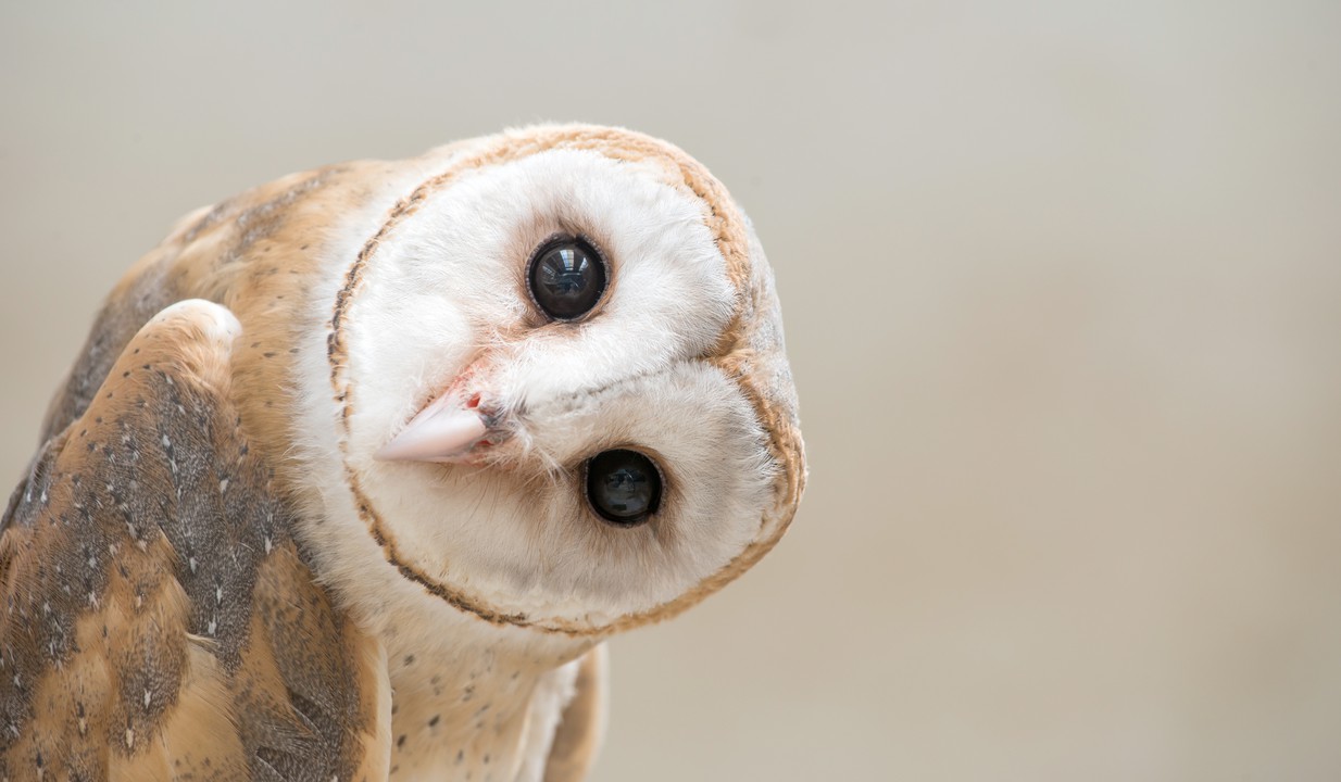 見て触れて癒される 難波駅周辺のおすすめの動物カフェ Pathee パシー