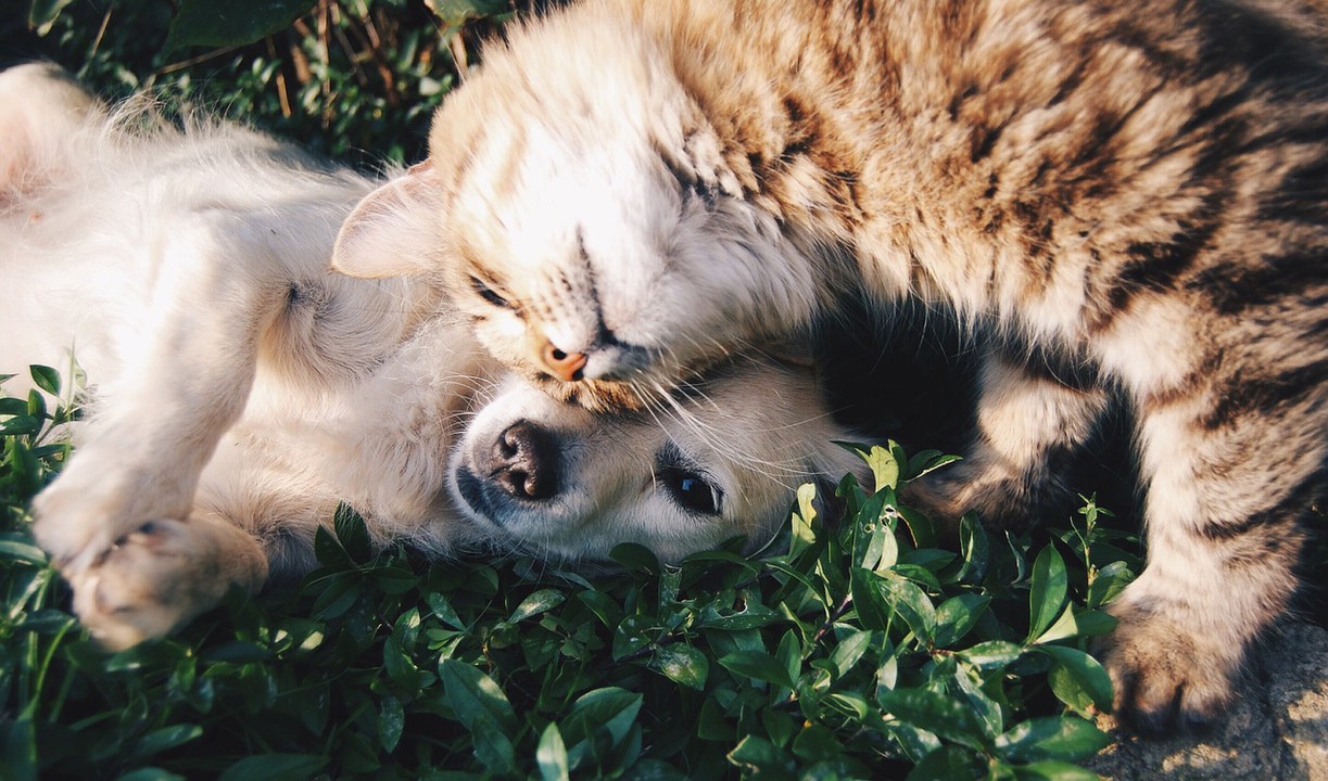 かわいい犬 猫 うさぎに出会う 二子玉川でおすすめのペットショップ Pathee パシー