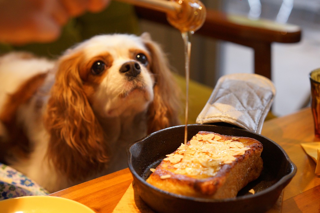 新宿にあるドッグカフェを厳選 個室やテラスで大好きなワンちゃんと過ごせる Pathee パシー