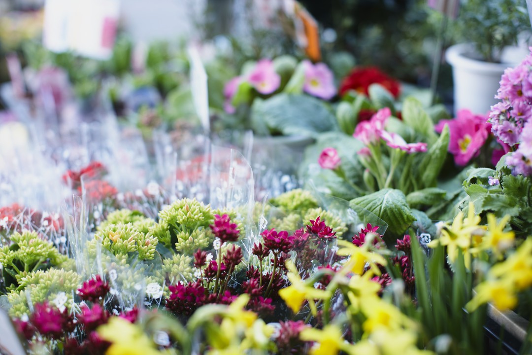 辻堂駅でおすすめのお花屋さんまとめ おしゃれな観葉植物から季節の花束まで Pathee パシー