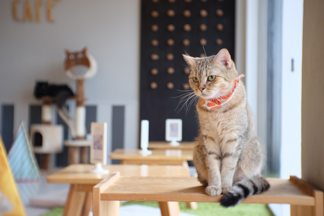 秋葉原でおすすめの猫カフェ6選 優しい気持ちになれるカフェ Pathee パシー