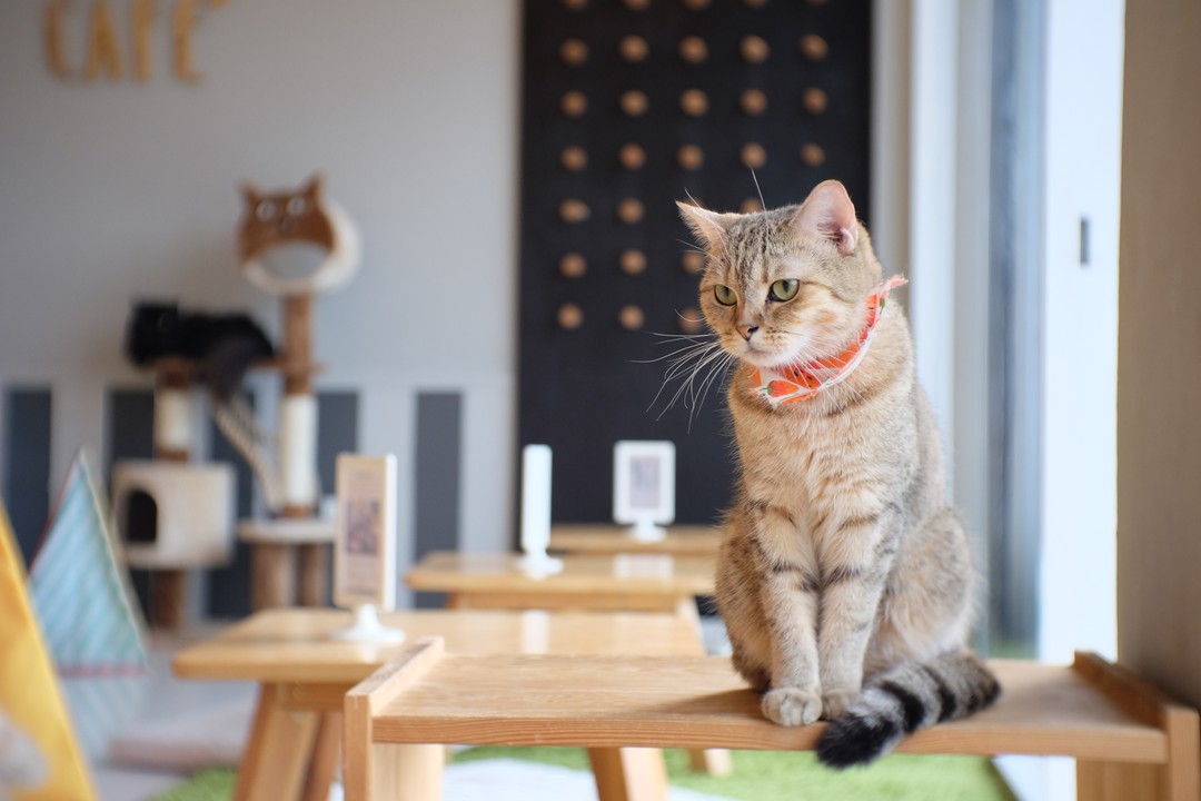 新宿でおすすめの猫カフェ 趣向を凝らした猫カフェが大集合 Pathee パシー