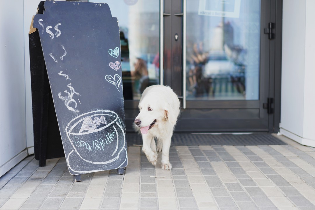 横浜のドッグカフェまとめ おしゃれなお店のテラスや店内で愛犬とカフェタイムを Pathee パシー