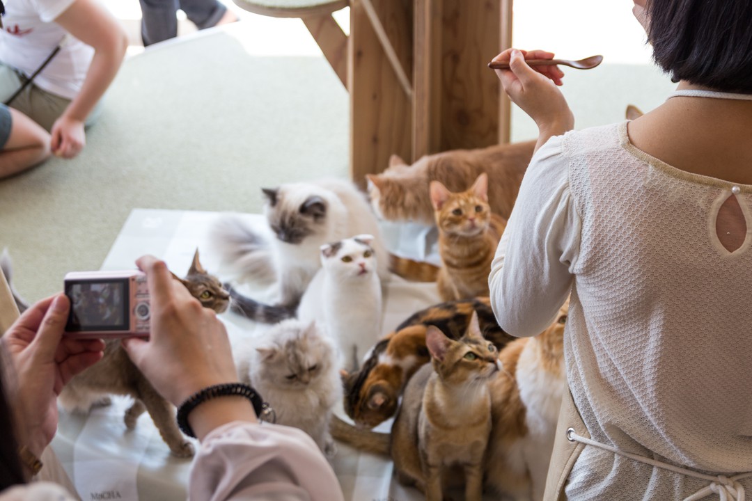 あこがれの猫と遊べる 大宮駅近くのおすすめ猫カフェ Pathee パシー