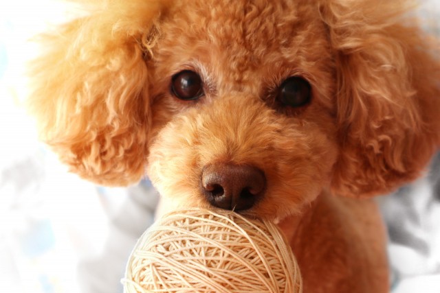 かわいい愛犬のために 中目黒でおすすめのペットショップ Pathee パシー