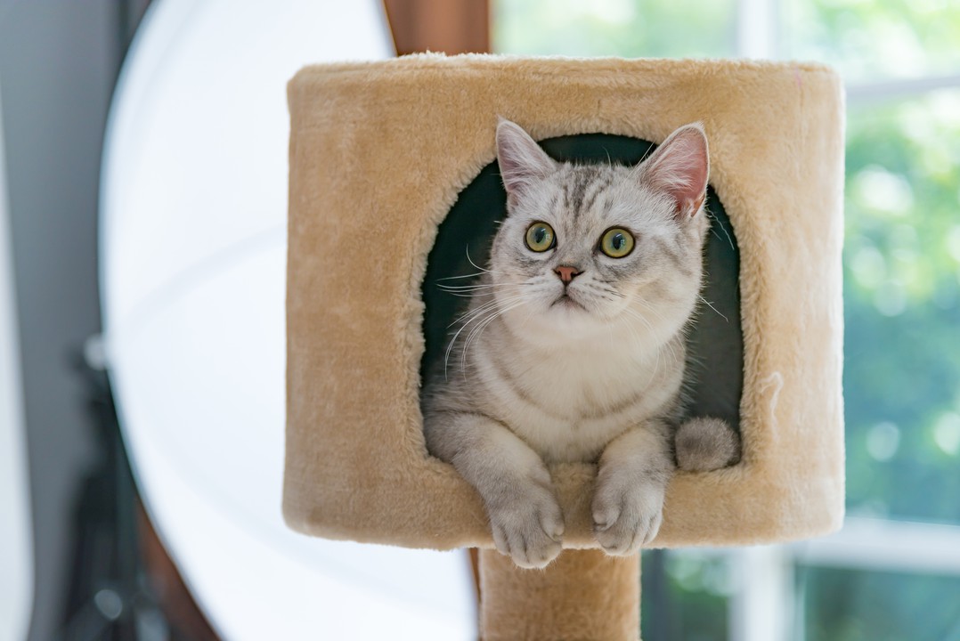 東京都内にある人気の猫カフェまとめ 猫とまったりとした時間が過ごせる Pathee パシー