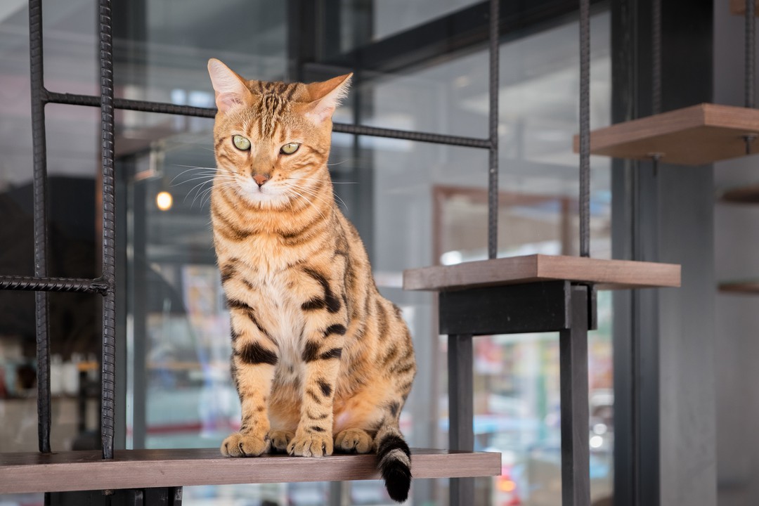 秋葉原でおすすめの猫カフェ6選 優しい気持ちになれるカフェ Pathee パシー