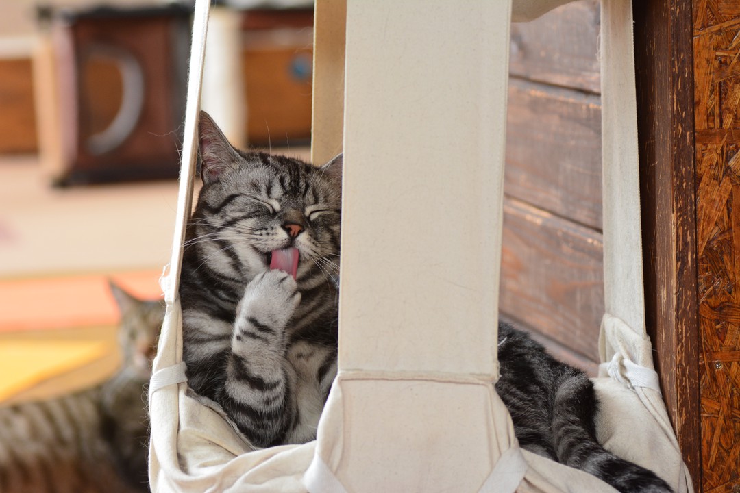 東京都内にある人気の猫カフェまとめ 猫とまったりとした時間が過ごせる Pathee パシー