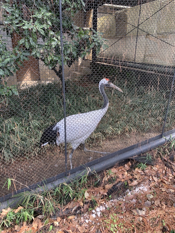JAL好き