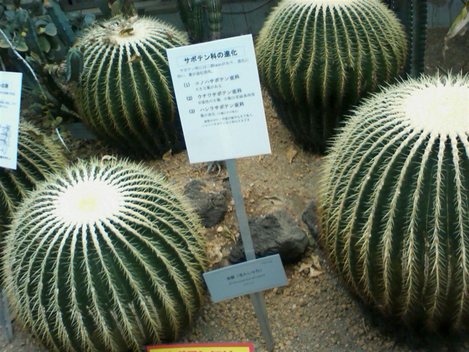 サボテンの展示