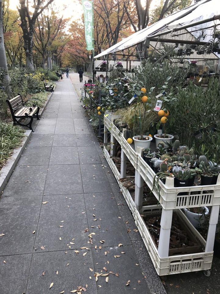 植木市が行われていました