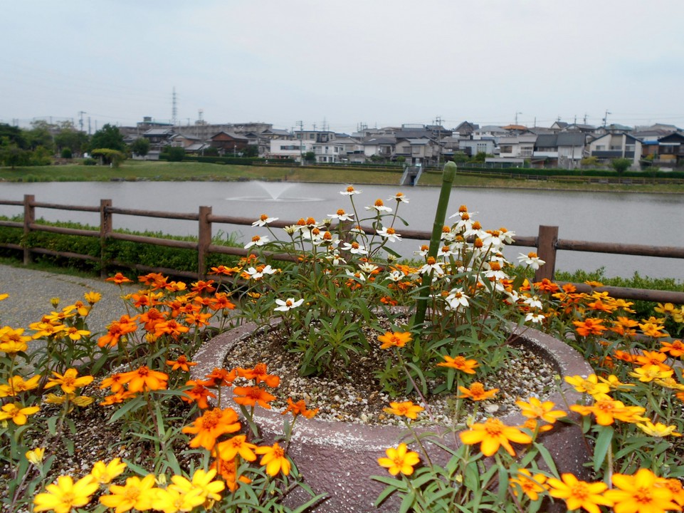 鉢植えの花越しに大蔵池と住宅地を撮影。