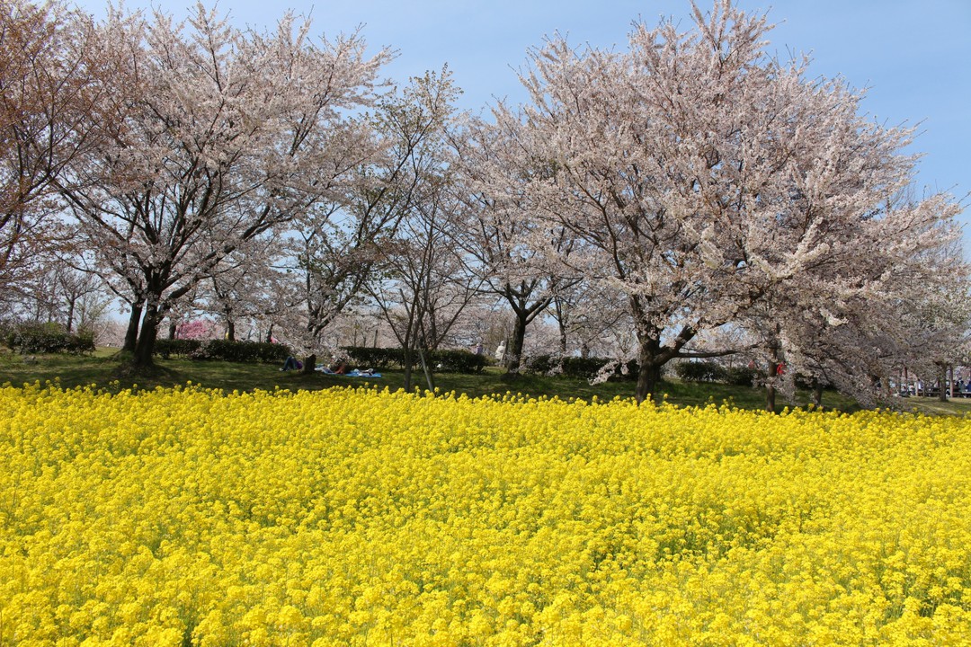 桜と菜の花のコラボ