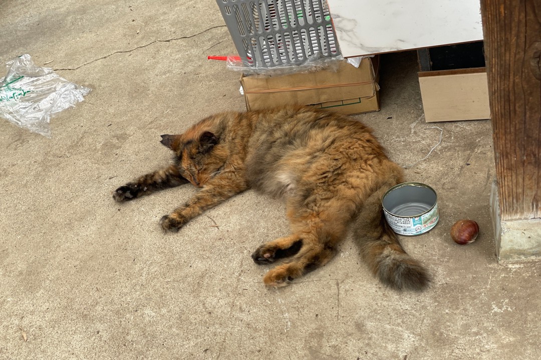 高麗駅か巾着田の曼珠沙華まつりの会場の途中にいた飼い猫ちゃん