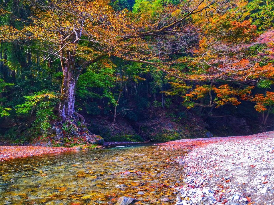 紅葉風景が美しい