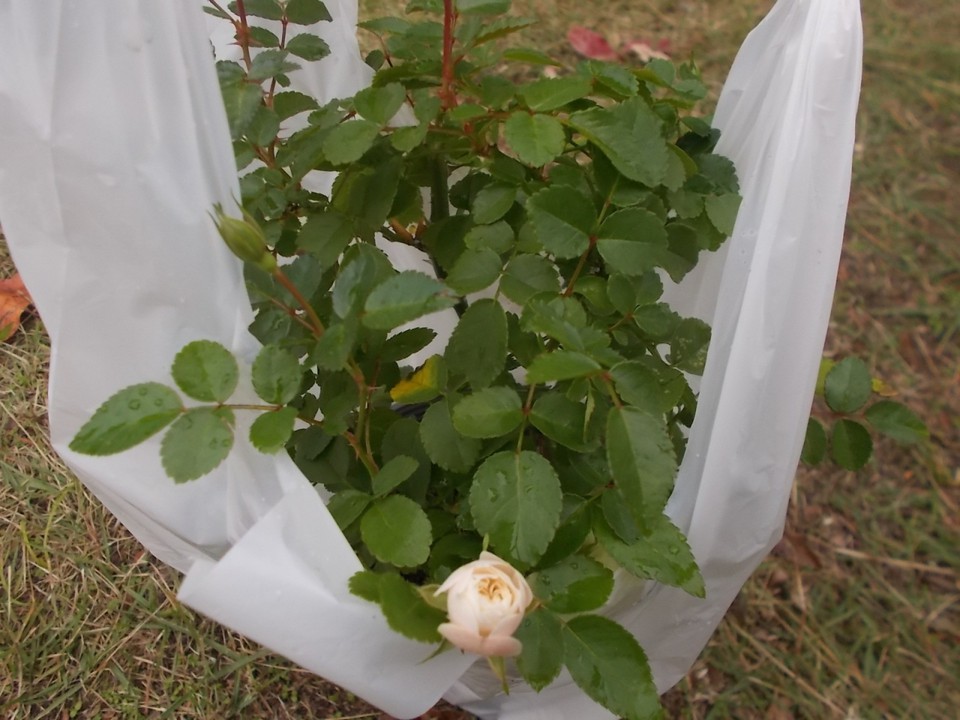 イベントで無料配布していたバラ苗