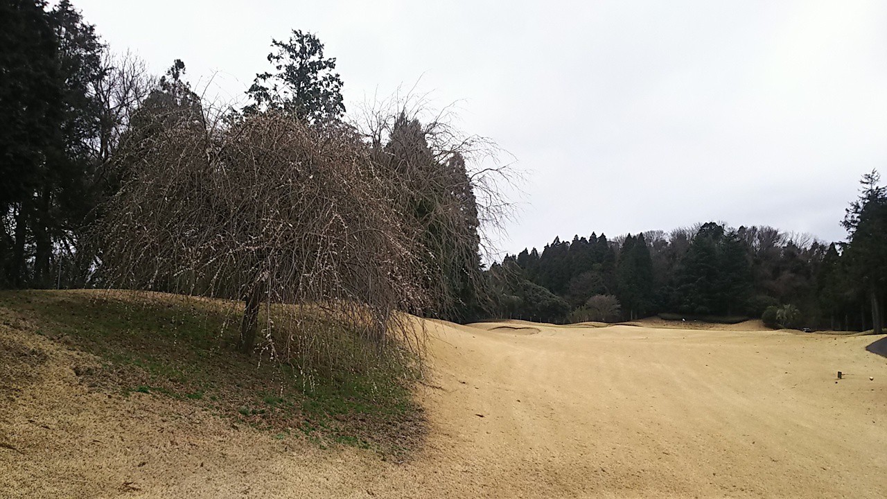 枝垂れ桜が咲き始めた17番ショート！