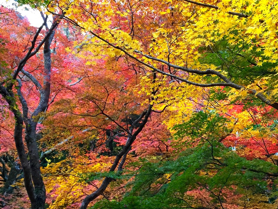 紅葉です。