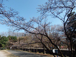 平山城址公園の中央口の桜