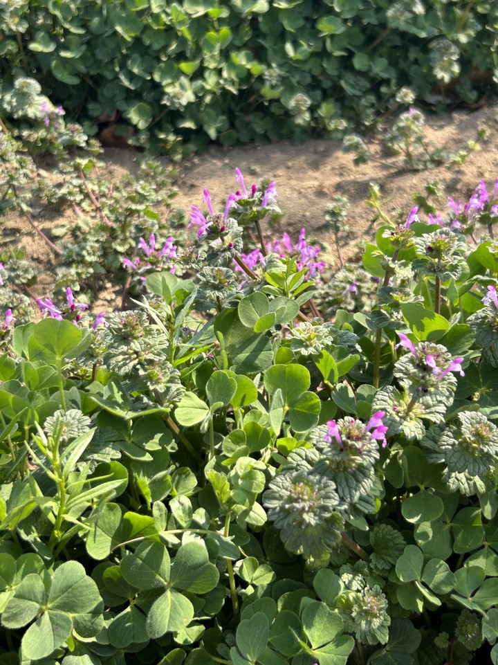 野草も綺麗