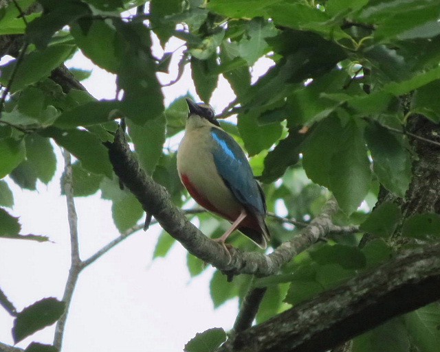 珍鳥ヤイロチョウ現る。