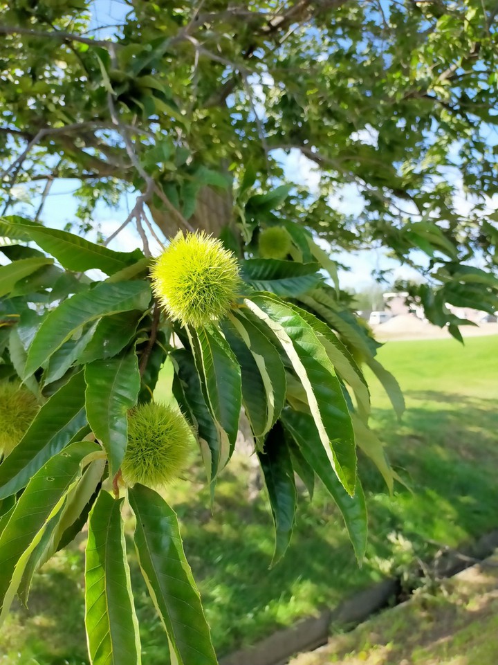コース脇では、栗が実りつつある