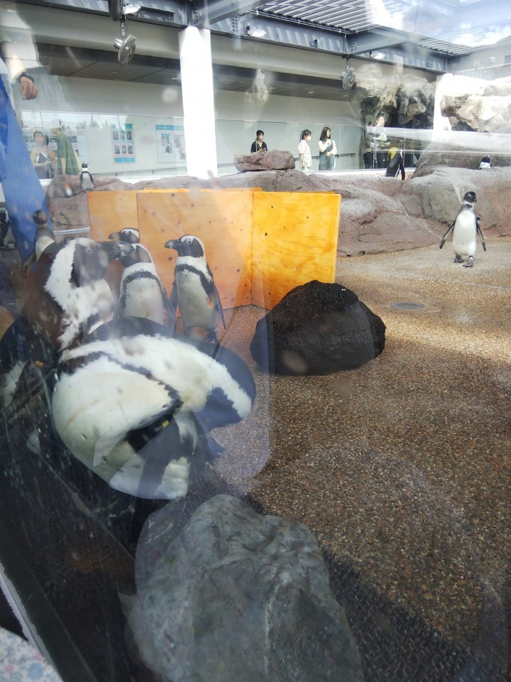 アデリーペンギンたくさんいます