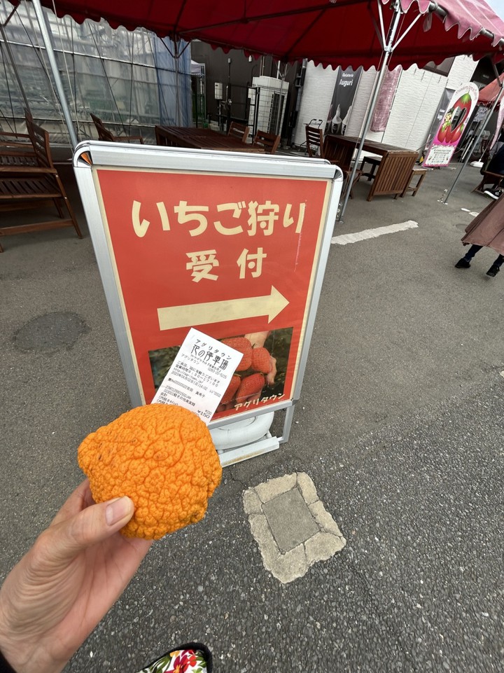いちご狩り案内