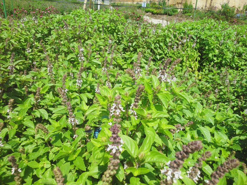 幸福を呼び寄せるハチブルービー