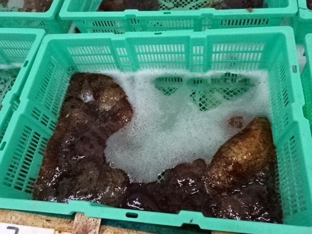 活きたナマコもありました。