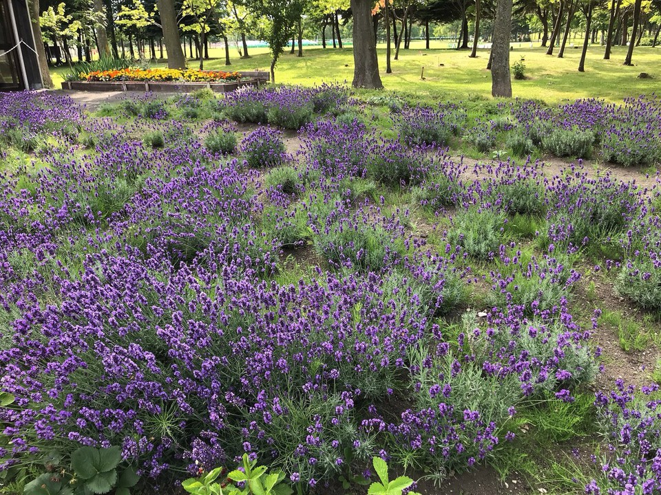 バーベキューハウスの横にあるラベンダー