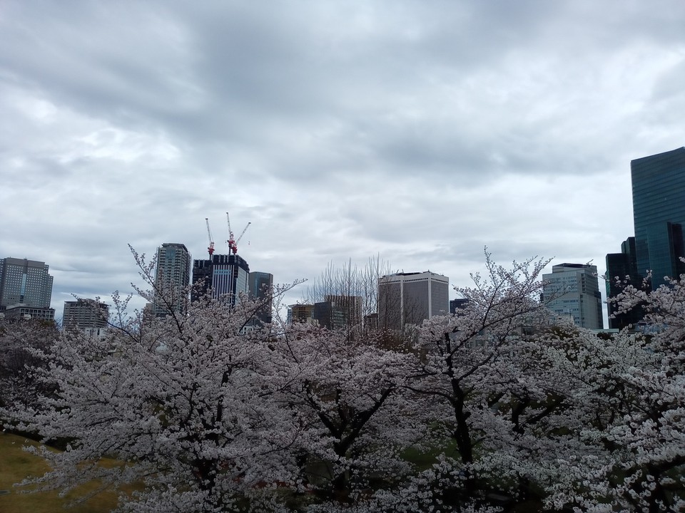 檜町公園の桜も満開