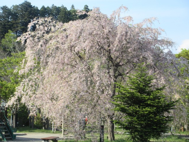 桜