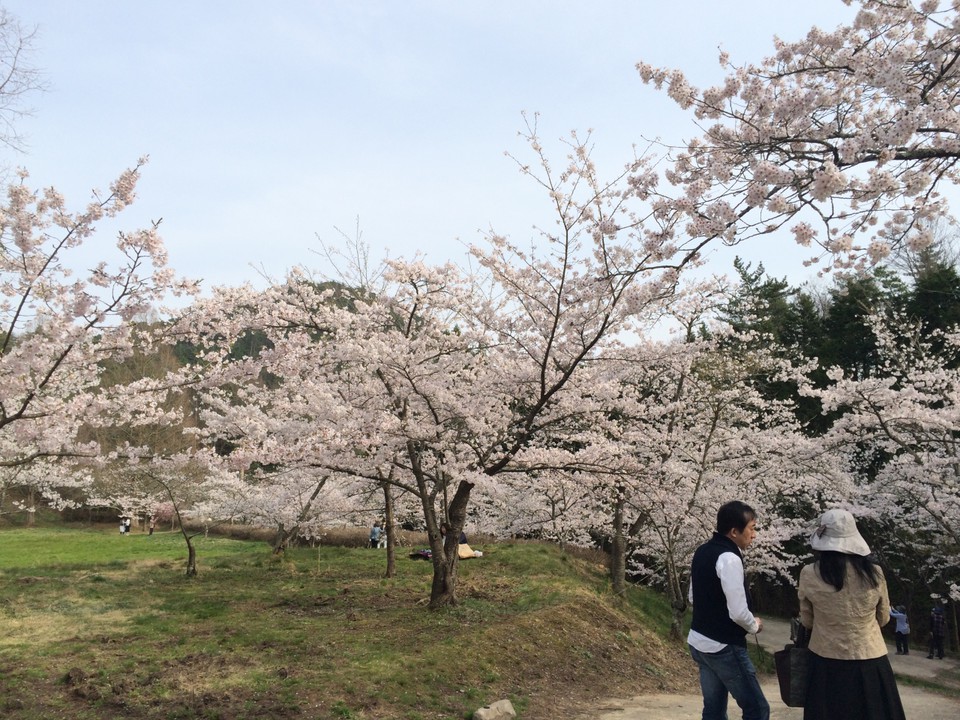 ソメイヨシノです