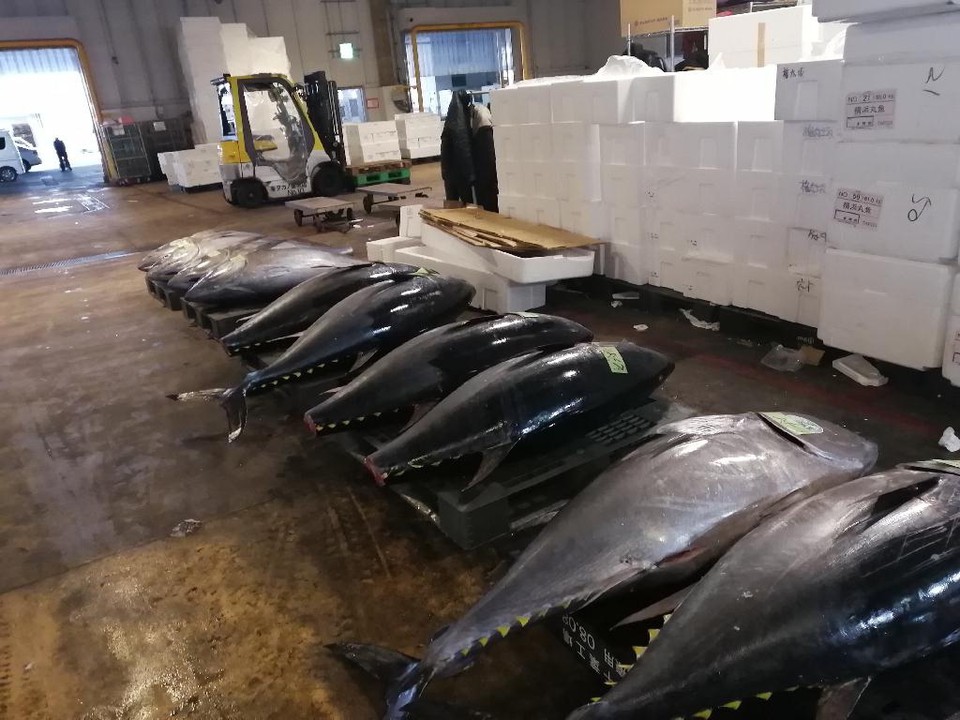 巨大なマグロがずらっと並ぶのはすごい迫力です