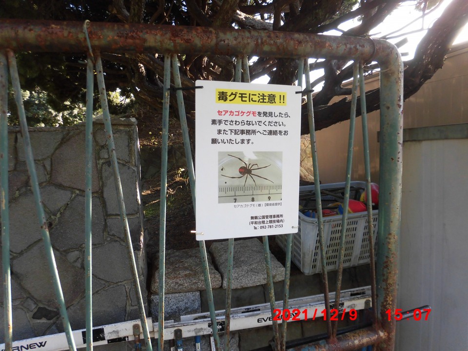 毒グモに注意