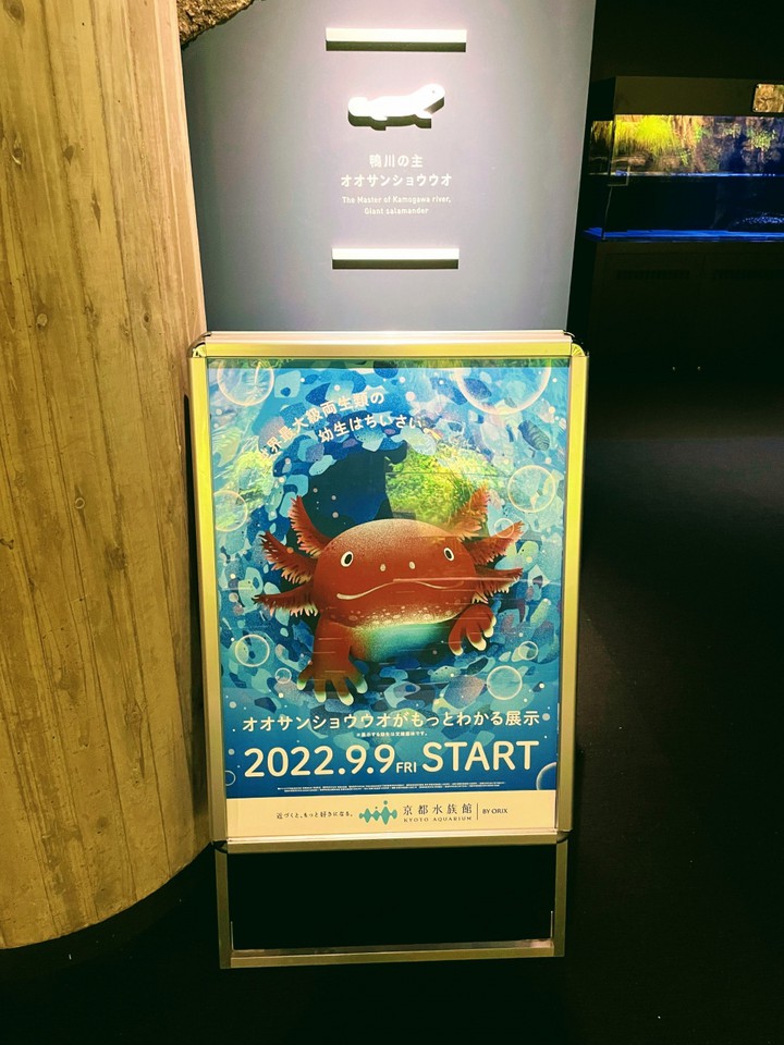 オオサンショウウオだけのコーナーがあります