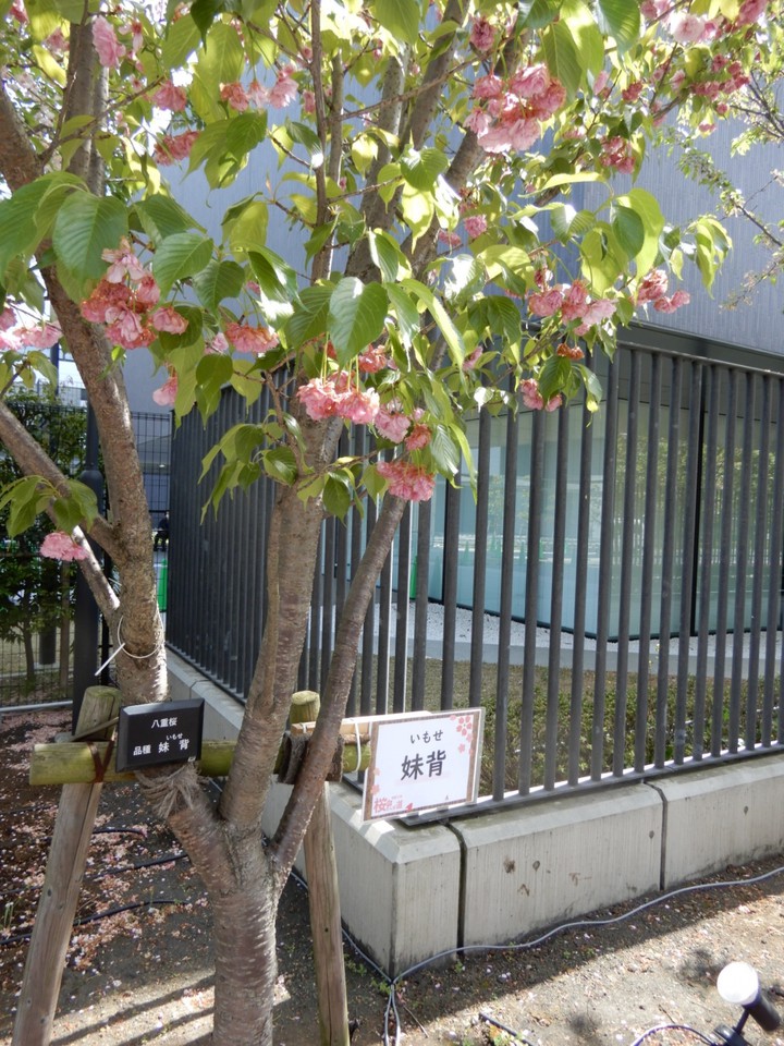 妹背の名の由来 一つの花に実が二つ、対になってつく事から