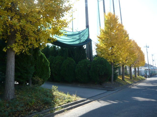 ロッテ浦和球場の周囲には、樹木林が植えられていて、静かな環境