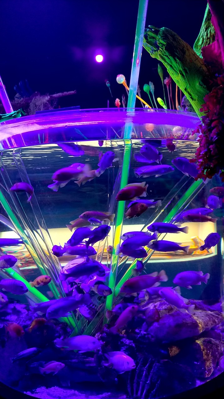 横浜ワールドポーターズ水族館