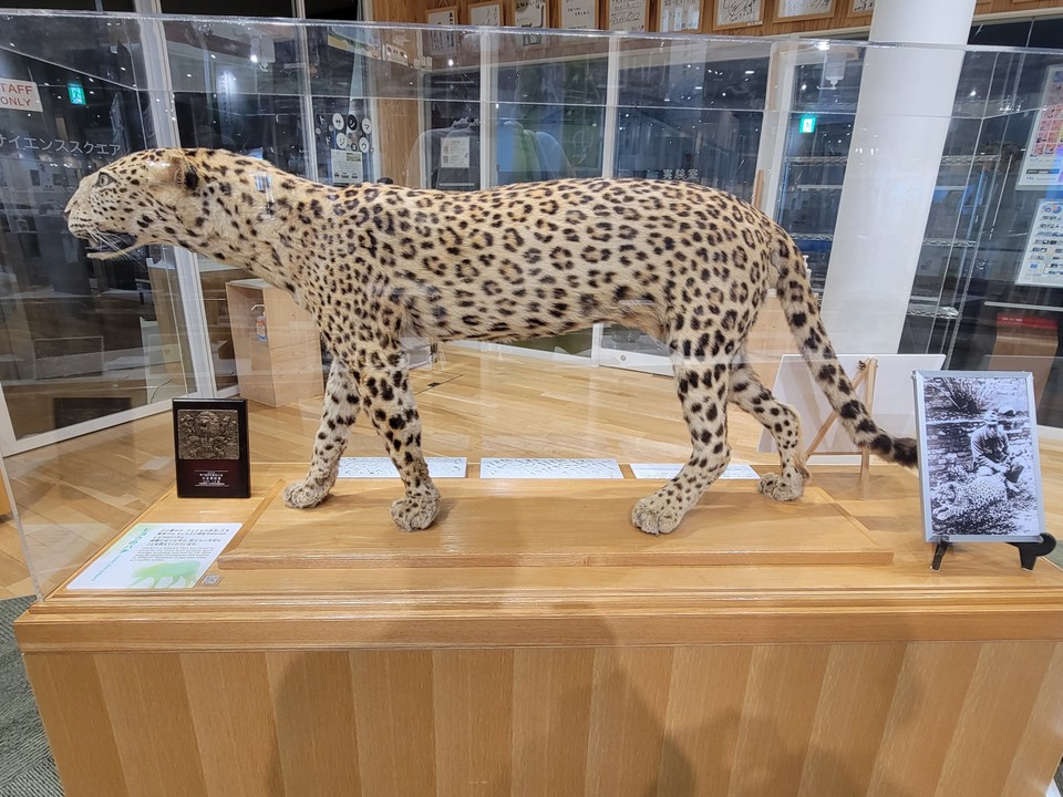 ハチの剥製