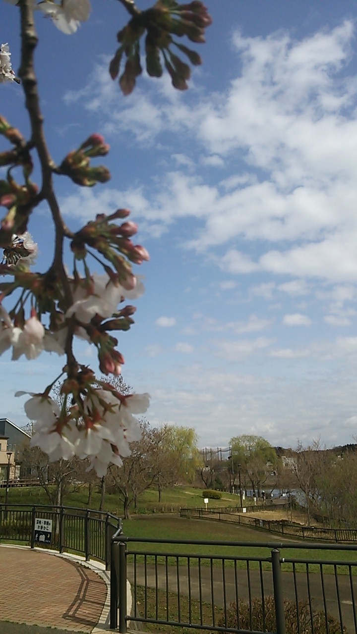 桜越しに大きな池や緑地など広い園内を見渡せます