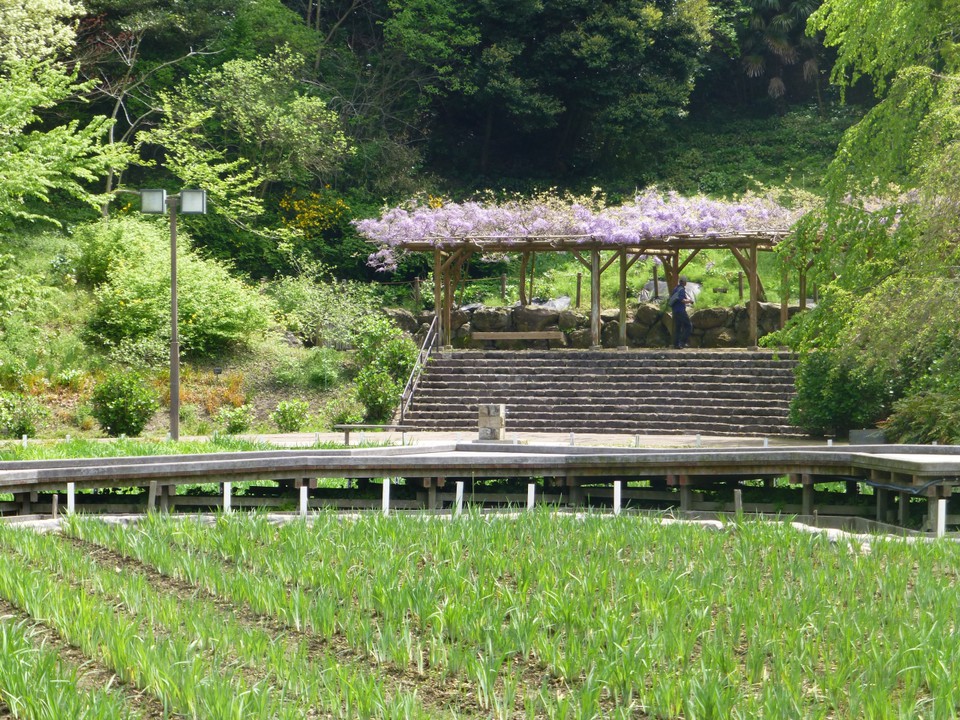 `花菖蒲`は６月