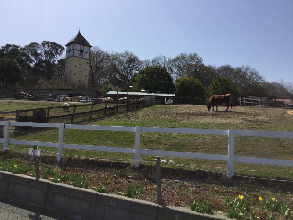 馬、羊、牛も近くで見られます