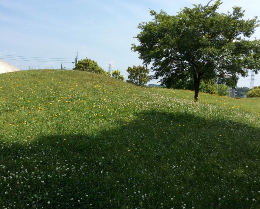 古墳群に咲く野の花