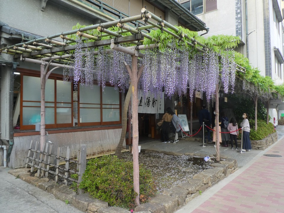 店頭の藤棚