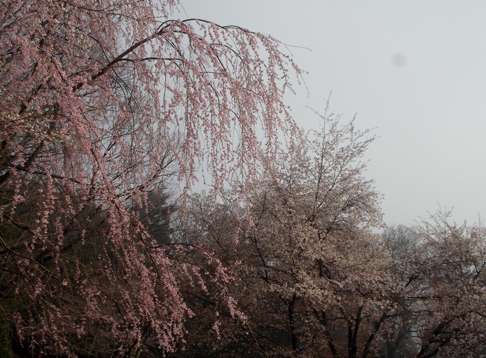 ふじの木平遊園地の桜です。
