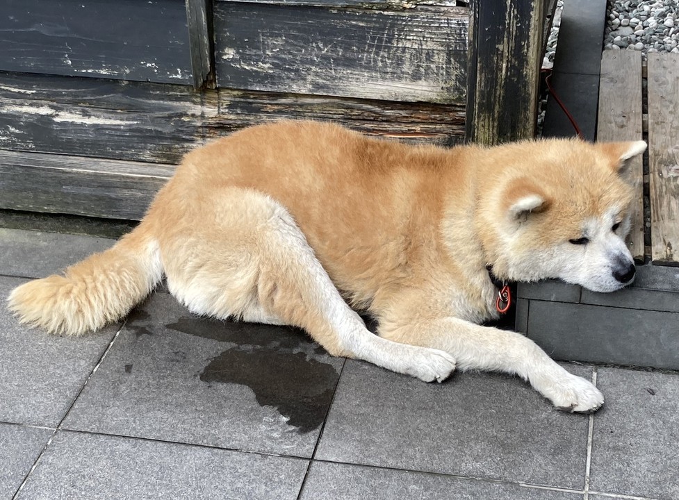 武家丸くん