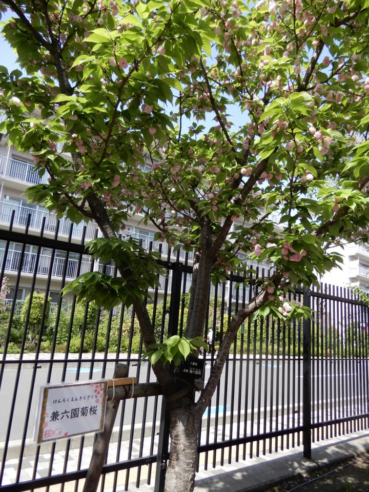 兼六園菊桜 金沢兼六園にある有名な桜