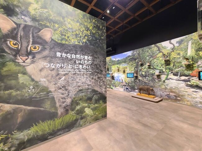 当然イリオモテヤマネコ推し